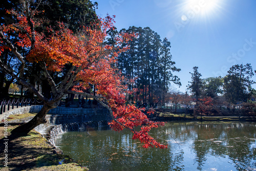 The beautiful landscape of autumnal forest back ground blue sky.