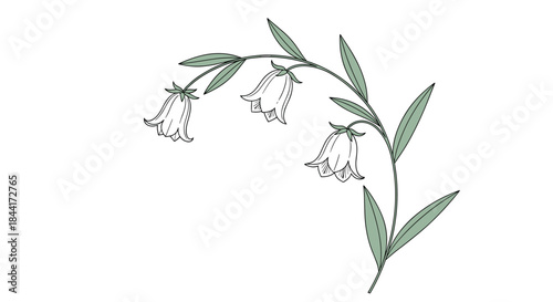 A delicate botanical illustration featuring a curved branch of bellflowers with three white bell-shaped blossoms and slender green leaves, perfect for decorative designs.
