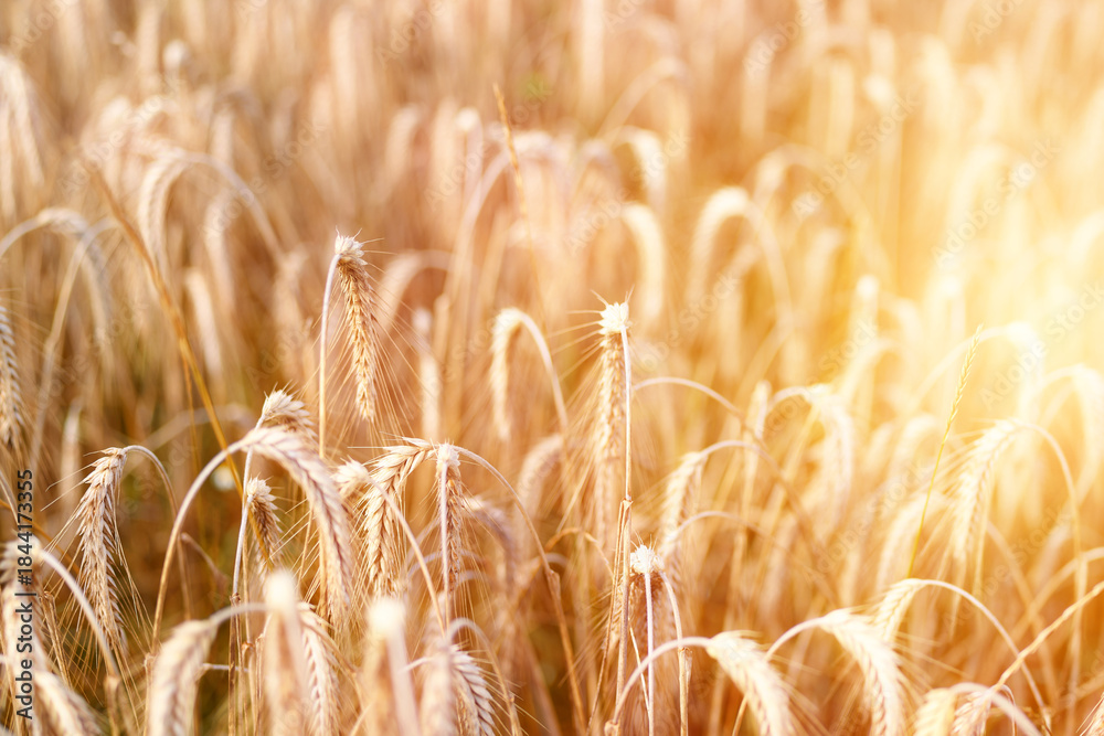 Obraz premium Wheat plants ripening under bright summer sky