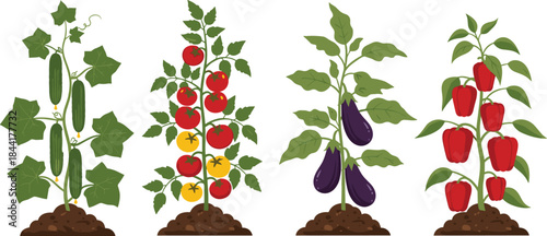 Set of Common Garden Vegetable Plants in Soil, Including Tomato, Cucumber, Eggplant, and Pepper, Representing Gardening, Agriculture, and Healthy Food Vector.