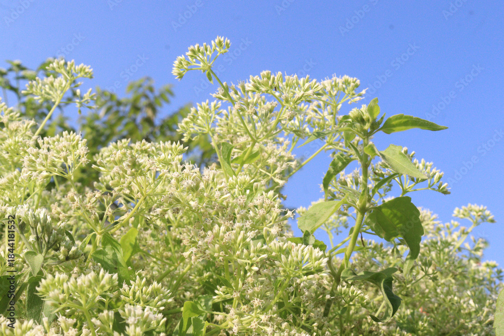 Fototapeta premium Eupatorium perfoliatum flower plant on forest