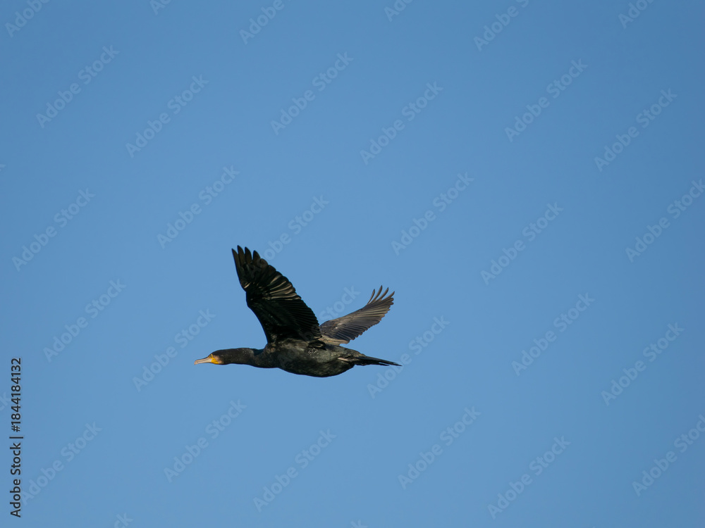 Obraz premium 青空を飛ぶ川鵜