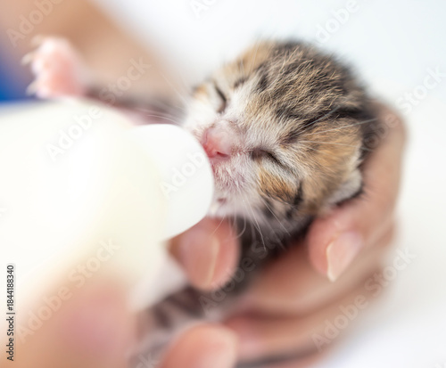 Closeup feeding baby kitten with a bottle of milk.