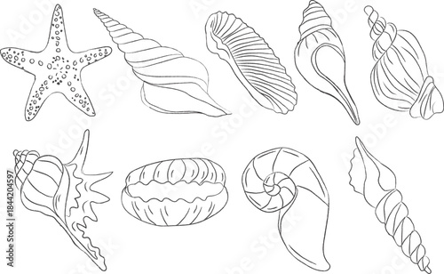 Hand Drawn Seashells and Starfish Line Art Collection – Marine Shell Outline Illustration
