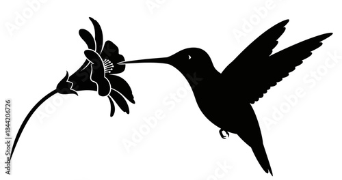 Silhouetted Hummingbird Drinking Nectar from a Blooming Flower Elegant Black and White Wildlife Illustration