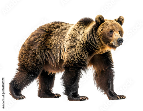 Furry brown quadruped mammal with powerful build walks on four legs