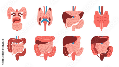 Anatomy illustration of the human digestive and urinary systems