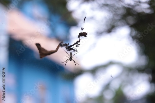 A small spider hangs from its web, surrounded by dried leaves and debris.