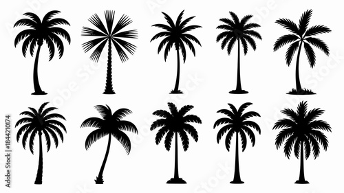 Black Silhouettes of Various Palm Trees on White Background