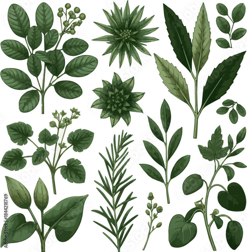 Create a kinds of deferent realistic Composition of different wild green plants vector art white background..