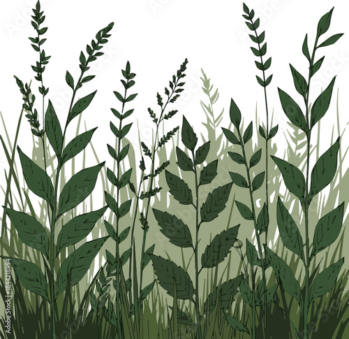 Create a kinds of deferent realistic Ornamental wild grass from the reed grass family vector art white background..
