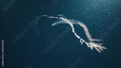 Sea creature Siphonophores, Siphonophora swims underwater in the night sea and escapes