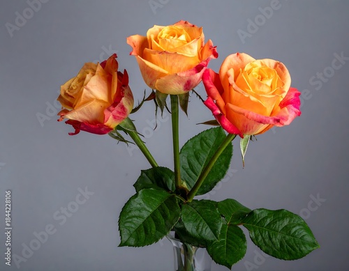 Three vibrant roses with orange petals, red edges, green stems, and leaves, against gray background