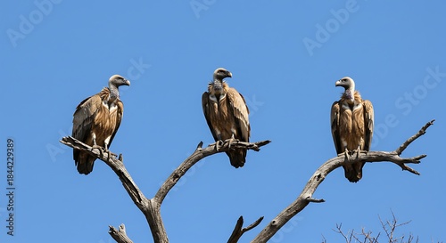 Three vultures perch on a barren branch under a clear, bright blue sky