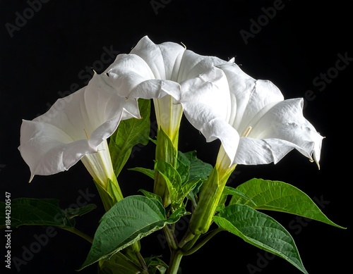 Three white trumpet-shaped blossoms with green stems and leaves against a black background