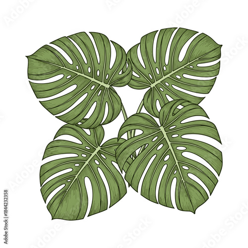 Detailed hand-drawn botanical vector of Monstera deliciosa