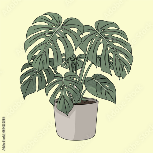 Monstera Deliciosa Houseplant Vector