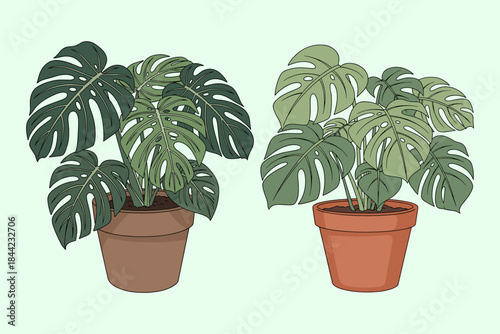 Potted Monstera Deliciosa