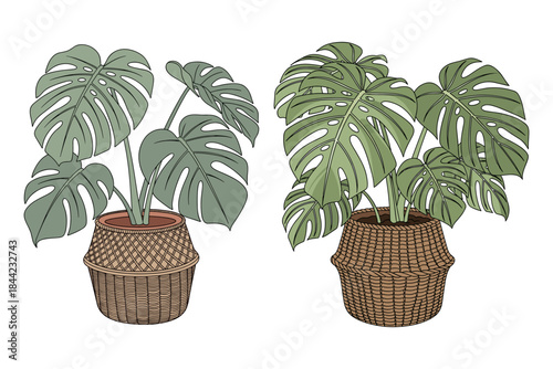 Detailed Hand-Drawn Monstera Deliciosa Houseplant in Woven Basket
