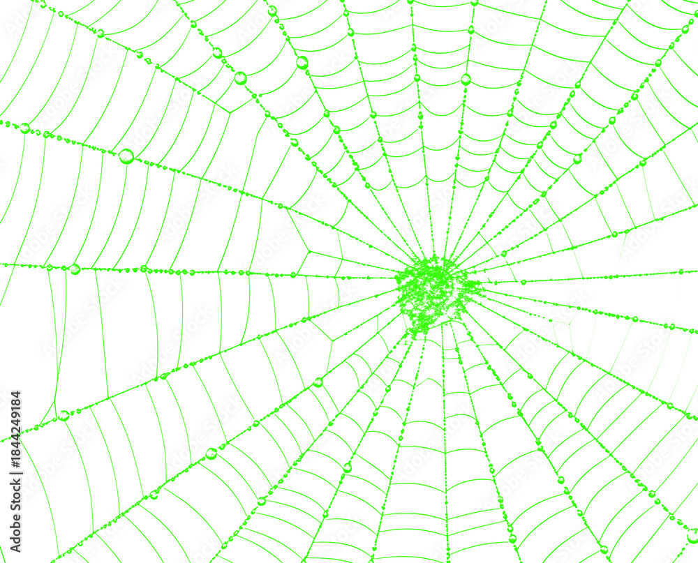 Obraz premium Abstract green spider web on transparent background, realistic insect net in nature, spooky halloween decoration element