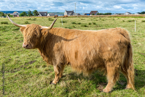 Scottish Highlands Cow, long-haired cow, grazes on grass in a field in the Scottish countryside