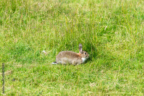 Wild rabbit in the Scottish highlands, Oryctolagus cuniculus, Scotland, United Kingdom