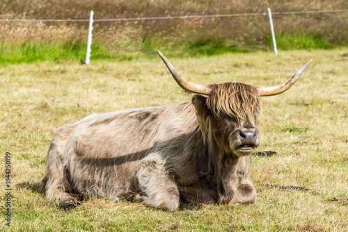 Scottish Highlands Cow, long-haired cow, grazes on grass in a field in the Scottish countryside