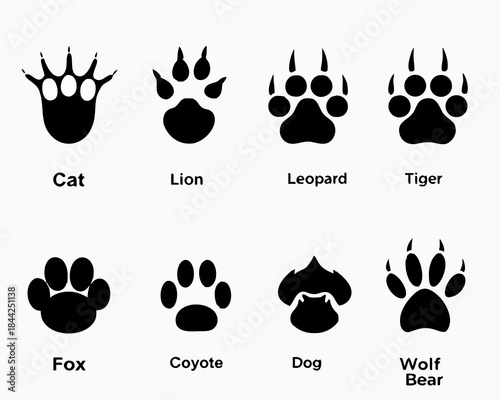 Animal paw prints a visual guide identifying tracks from common mammals