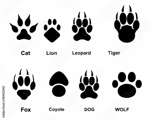 Animal footprints a comparative illustration of paw prints from various species