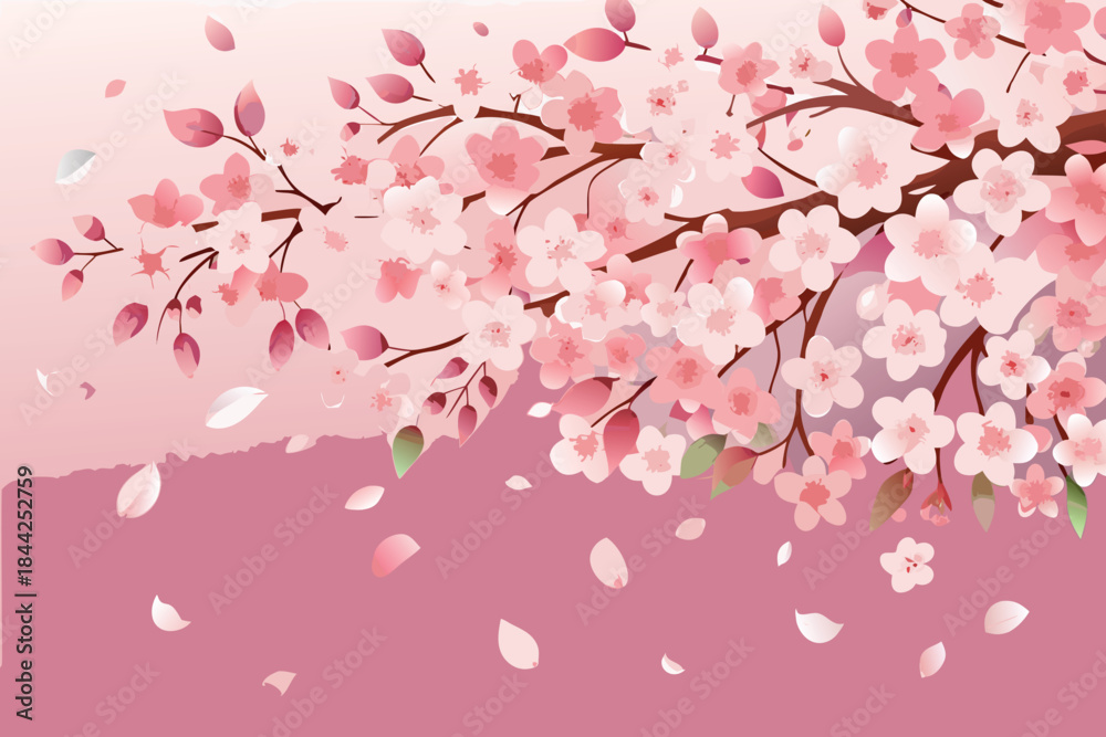 Fototapeta premium Delicate pink cherry blossoms cascade down from branches against a soft pink backdrop