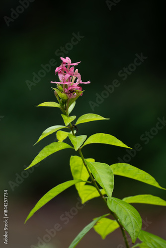 Pink and green flower with soft white petals blooming in a spring garden closeup