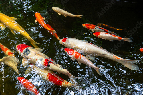 Colorful koi fish swimming peacefully in a Japanese garden pond