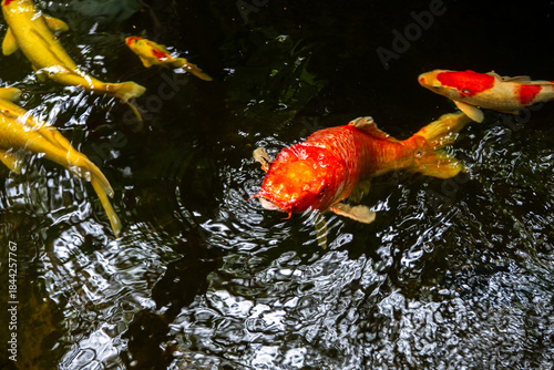 Gold koi fish swimming peacefully in a garden pond with clear water and natural surroundings