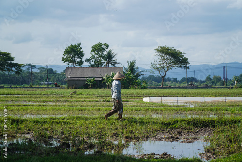 Canvas Print Farmer in Traditional Conical Hat Walks Through a Wet Rice Paddy Field