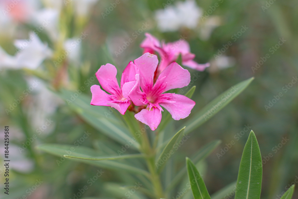 Fototapeta premium Vibrant pink oleander flowers blooming in a lush tropical garden with soft natural light and smooth green bokeh. Perfect for nature beauty, resort landscaping, wellness, and summer botanical themes.