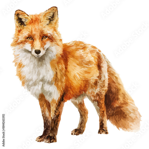 A watercolor painting of Red Fox, vector illustration on white background.