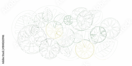 A delicate arrangement of citrus fruit slices in a pastel line art style