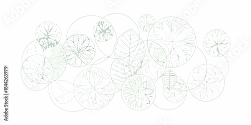 Delicate botanical illustration featuring overlapping pale green lily pad shapes