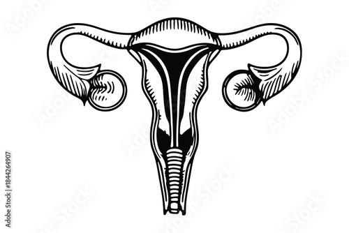 Woman reproductive health uterus one line art illustration