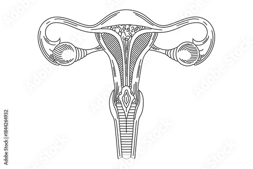 Abstract uterus symbol one line art outline vector