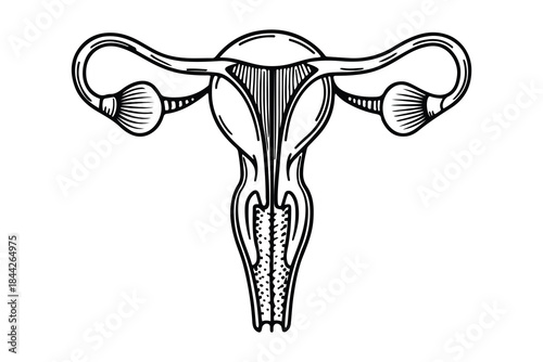 Medical anatomy uterus continuous one line drawing icon
