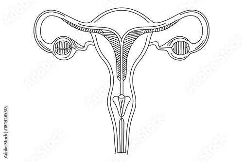 Woman's health uterus one line art isolated illustration