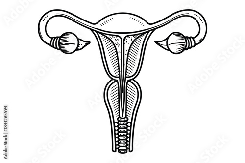 Uterus icon continuous one line drawing, simple outline illustration