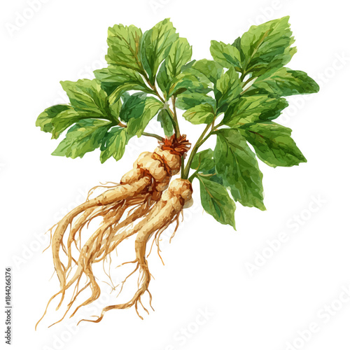 Siberian Ginseng, watercolor painting, vector illustration, isolated on a white background.