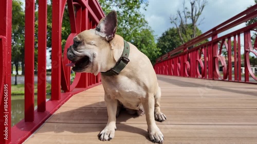 Playful Pup on a Red Bridge: A charming French bulldog, brimming with personality, sits proudly on a vibrant red bridge, its expressive face a testament to its joyful nature.