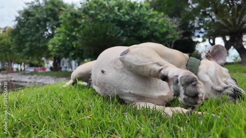 Resting Bulldog in the Sun: A charming bulldog enjoys a moment of pure bliss, basking in the sun on a bed of fresh, green grass. It embodies a serene mood.