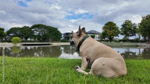 Dog's Contemplative Moment at the Lake: A solitary dog enjoys a tranquil moment beside a serene lake, framed by a picturesque landscape of lush greenery and a cloudy sky.