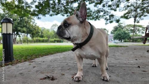 French Bulldog in the Park: A charming French bulldog, brimming with character, stands poised on a path in a park, its gaze directed towards an unseen point, embodying the simple joys of a sunny day.