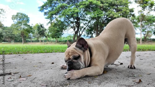 Playful Bulldog in the Park: A charming bulldog in a playful posture, exploring the outdoors in a vibrant park setting.