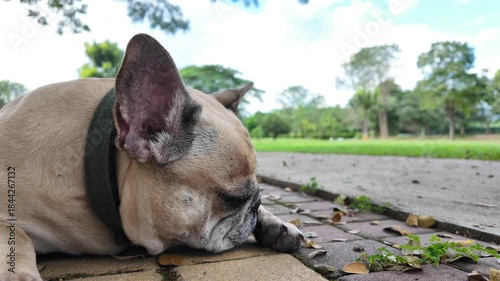 French Bulldog's Slumber: A serene French Bulldog enjoys a moment of peaceful rest. The scene captures the tranquility of the surroundings